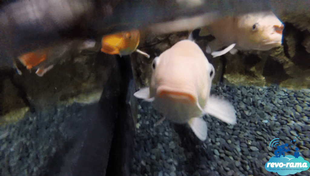 Aquarium de Paris - Le Bassin Caresse