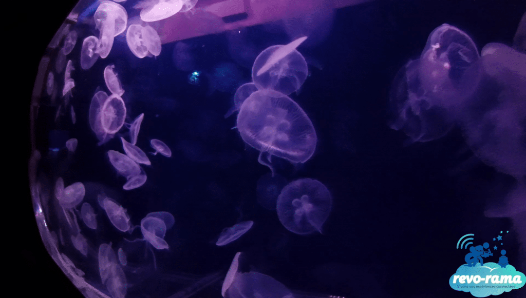 Aquarium de Paris - Méduses